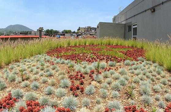 Las azoteas verdes que oxigenan a Ciudad de México