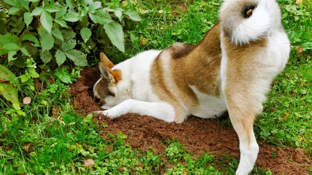 ¿Por qué tu perro tiene el hábito de escarbar el jardín?
