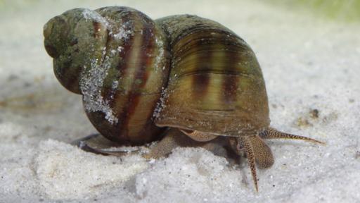 Las personas pueden entrar en contacto con estos caracoles al nadar en ríos o lagos. (BBC)