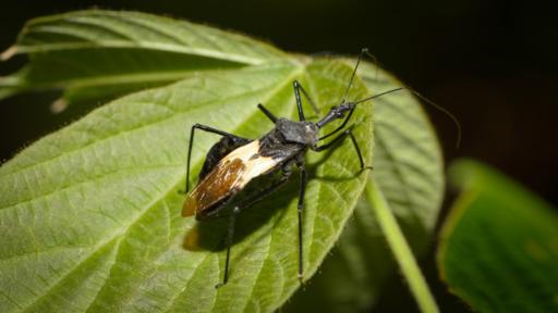 El mal de Chagas es una enfermedad endémica en América. (BBC)