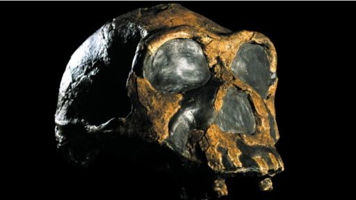 Se cree que el H. erectus es nuestro ancestro. (Foto: Javier Trueba/MSF/SPL)