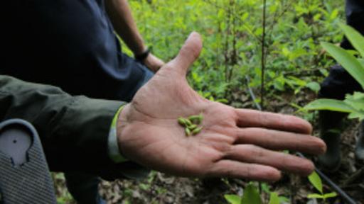 Los cultivos de coca se incrementaron un 44% en Colombia entre 2013 y 2014.