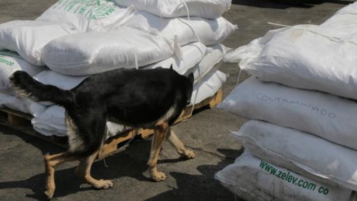 En el puerto de Santa Marta, sobre el mar Caribe, este perro especialmente entrenado huele una bolsa, parte de un cargamento de casi 25 toneladas de sal marina que las autoridades consideraron sospechoso.