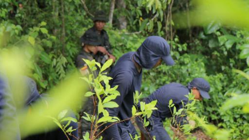 Desde este año Colombia dejó de utilizar aspersión con glifosato para la erradicación de cultivos de coca, así que ahora se hace toda a mano.