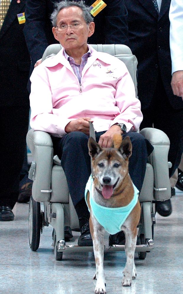 (FILES) In this file photo taken late on February, 27, 2010, Thai King Bhumibol Adulyadej holds the leash of his dog while sitting in a wheelchair at a hospital in Bangkok. A Thai faces prison after being charged with lese majeste for insulting the king's dog, his lawyer said on December 15, 2015, in an escalation of the already draconian royal defamation law. Thanakorn Siripaiboon, 27, has been charged by police with lese majeste for a 