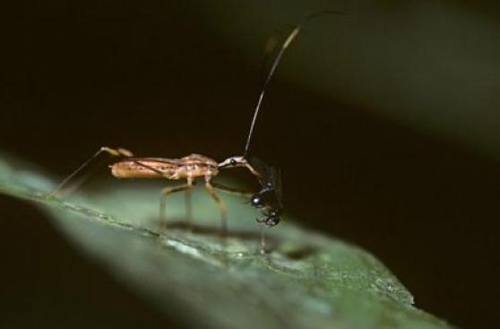 Ocho animales que no sabes que son vampiros