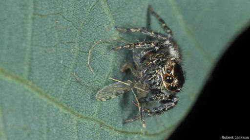 A esta araña solo le gustan los mosquitos hembra llenos de sangre humana. (Foto: Robert Jackson)
