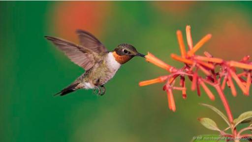 Los colibríes pueden mover sus alas hasta 70 veces por segundo. (BBC)