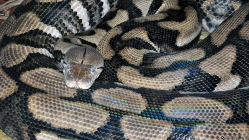 Esta serpiente pitón tuvo seis crías saludables concebidas sin un macho. (Foto: Kyle Shepherd)