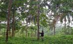 Gobierno emite decreto que promoverá comercio forestal
