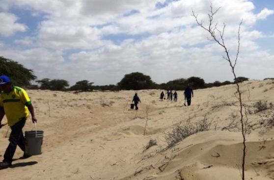 Piura: reforestan bosque seco con mil plantones de algarrobo
