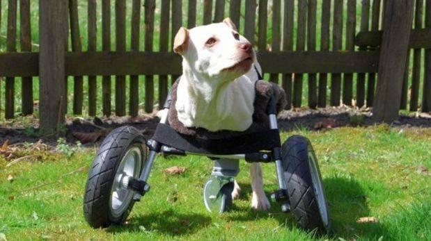 ¿Por qué no hay animales con ruedas?