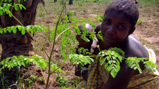 Pueden encontrarse hasta nueve especies en Etiopía, Kenia y Somalia, siendo ocho de ellas endémicas en África.