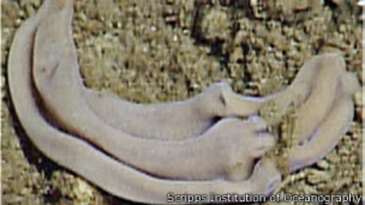 ¿Cómo puede esta criatura comer moluscos sin dientes ni pinzas? (Foto: Scripps Institution of Oceanography)
