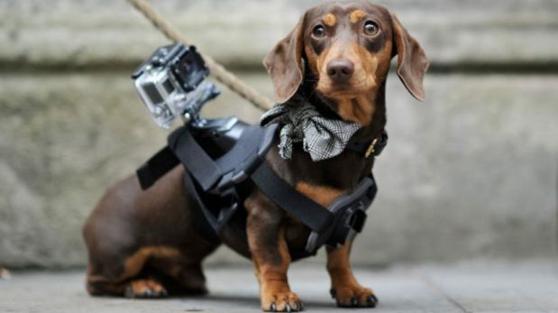 La marca de cámaras también lanzó accesorios para mascotas. (Foto: Getty)