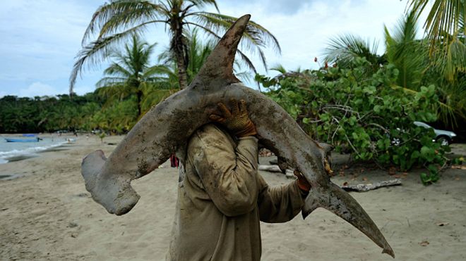 La aleta del tiburón martillo es codiciada en Asia. (Foto: AFP)