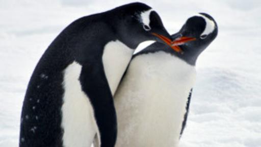 Los animales estrella de la Antártida son los pingüinos y no los osos polares como creía parte de la tripulación uruguaya en 1984. (BBC)