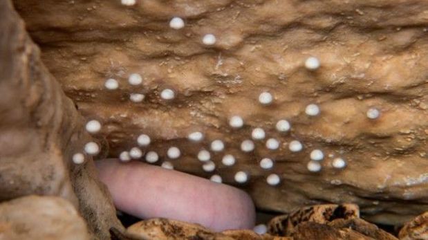 Cerca de 60 huevos fueron depositados en una roca en la Cueva de Postojna, en Eslovenia. (Foto: Iztok Medja Postojnska jama)