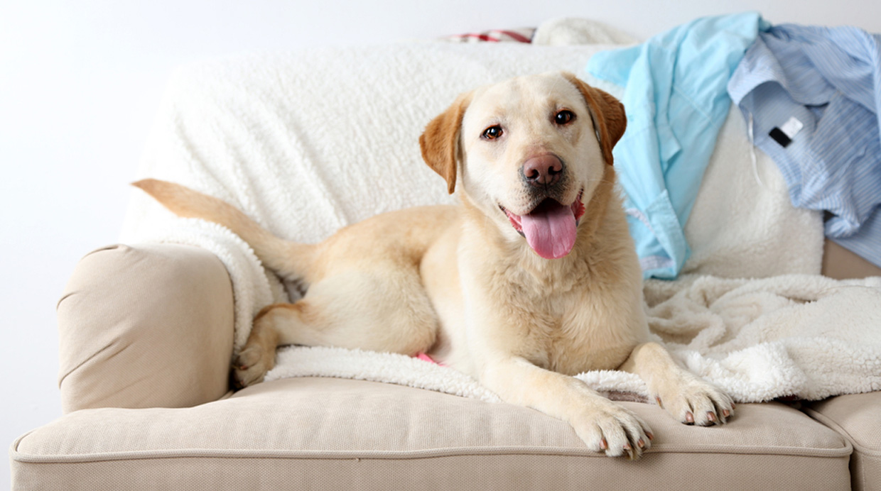 [Foto] Consejos para tener una casa limpia y a prueba de mascotas