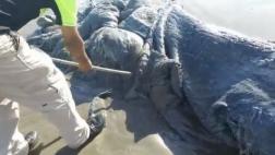 Criatura marina hallada en playa de México fue identificada