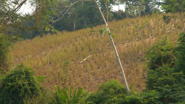 En la zona del Catatumbo pueden verse vastas plantaciones de hoja de coca. (Foto: Natalio Cosoy)