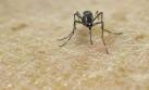 Chile: hallan mosquito transmisor de zika luego de casi 60 años