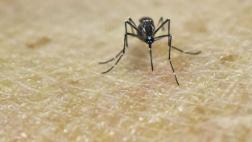 Chile: hallan mosquito transmisor de zika luego de casi 60 años