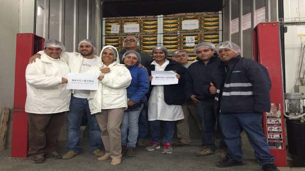 Trabajadores de Tropical Fruit celebran el primer embarque de palta hass que sale rumbo a China.