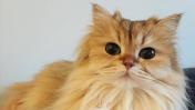 Conoce a Smoothie, el gato más fotogénico de Instagram [FOTOS]