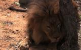 Leones rescatados de circos sudamericanos ya están en Sudáfrica