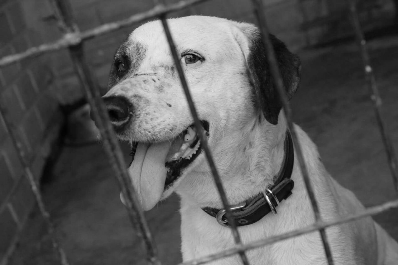 Dubi esperando ser adoptado.