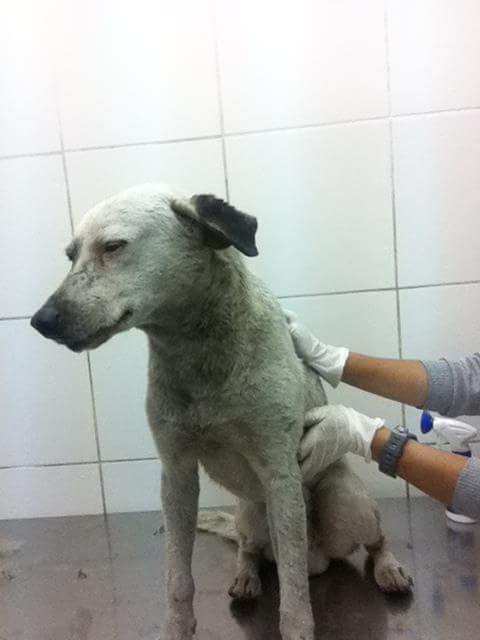 Dubi en octubre del 2014, tras ser rescatado.