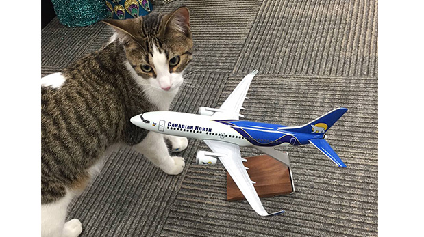 El gato Meow Meow pasó unos días más con los trabajadores de la aerolínea pues su dueña justo dio a luz tras ser trasladada.