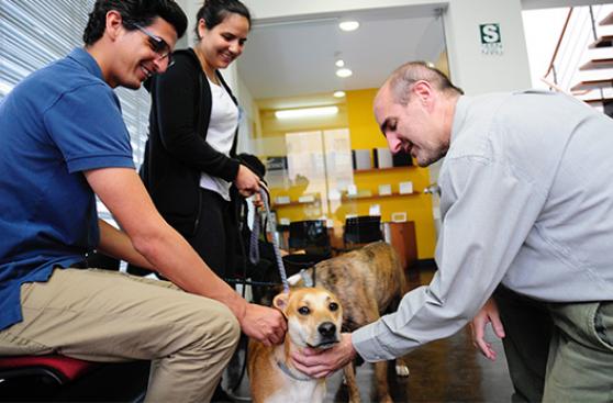 Aquí tus mascotas son más que bienvenidas