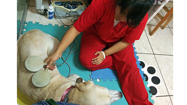 La fisioterapista Evelyn trabaja con Kina, una Labrador de la tercera edad.