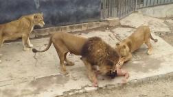 Sacrifican a leones para salvar a suicida que entró a la jaula