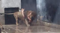 Chile: El suicida atacado por los leones será enjuiciado