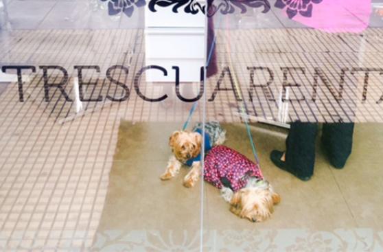 Aquí tus mascotas son más que bienvenidas