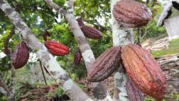 Filial de United Cacao deforestó 1.900 hectáreas de la Amazonía