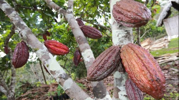 Filial de United Cacao deforestó 1.900 hectáreas de la Amazonía