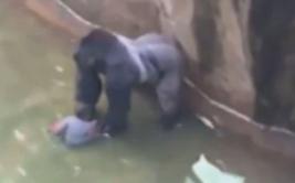 Mataron a un gorila de zoológico para rescatar a niño [VIDEO]