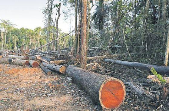 Reanudan concesiones en el sector forestal tras 10 años
