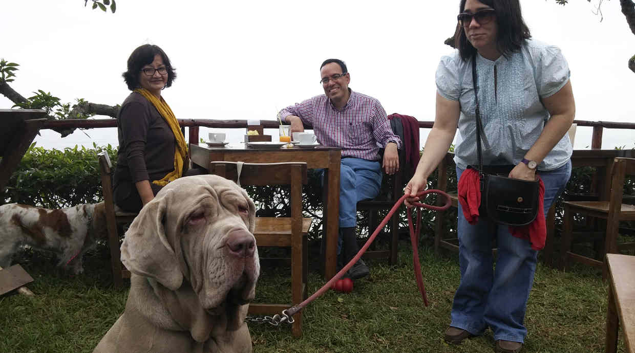 6 cafeterías de Lima en las que tus mascotas son bienvenidas