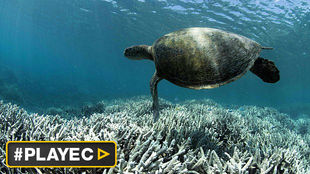 EL HABITAT DE LAS TORTUGAS el habitat de las tortugas: