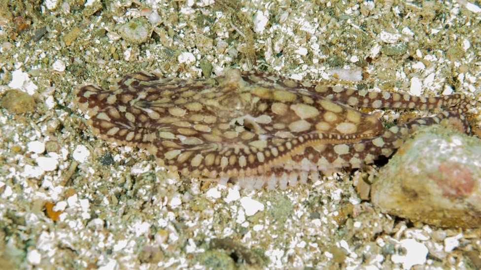 El pulpo imitador puede adoptar la forma de hasta 15 especies marinas.