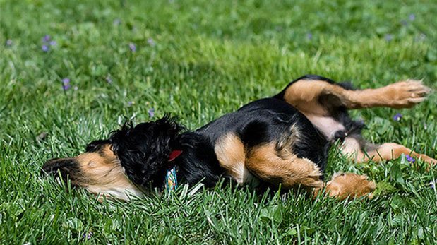 Revolcarse puede ser divertido y hasta terapéutico para tu perro, pero ojo con lo que hay en el jardín.