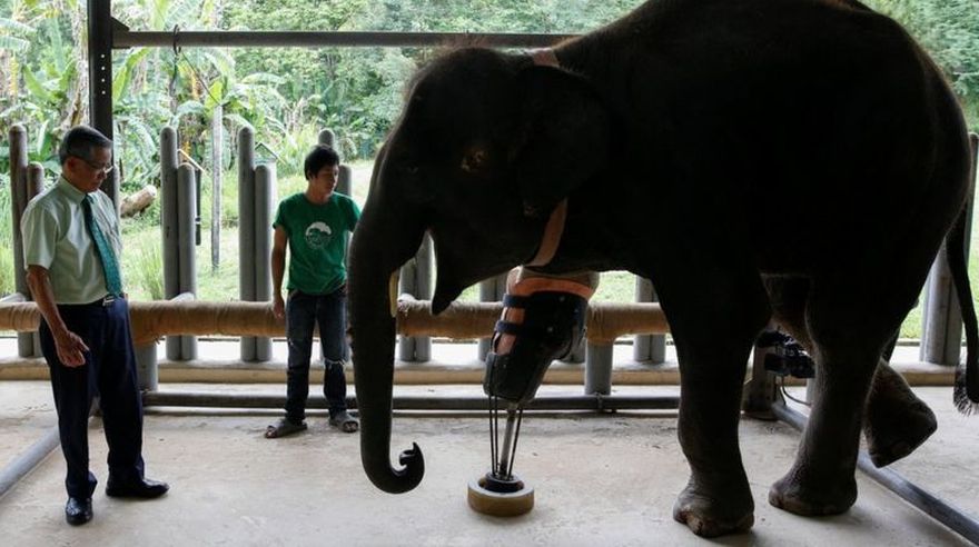 Esta es la novena prótesis que usa la elefante Mosha en Tailandia. (Foto: Reuters)