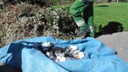 Arequipa: investigan muerte de palomas en Plaza de Armas