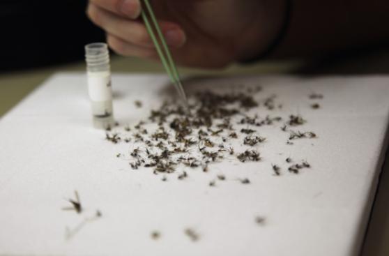 Zika: España registra primer caso por transmisión sexual