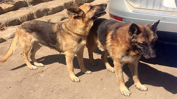 Tango y Lucy hace una semana.